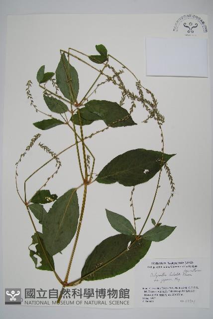 日本牛膝藏品圖，第1張