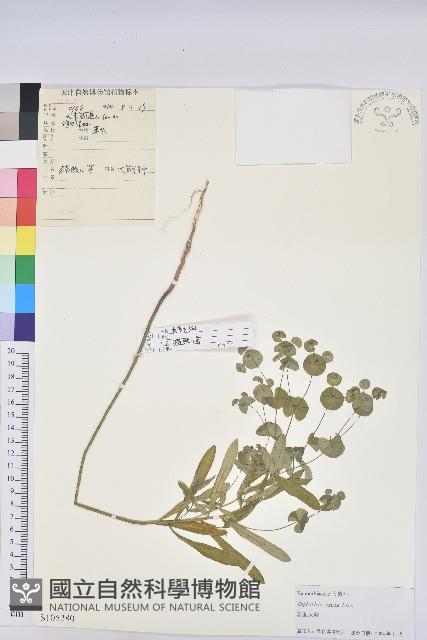 乳漿大戟藏品圖，第1張