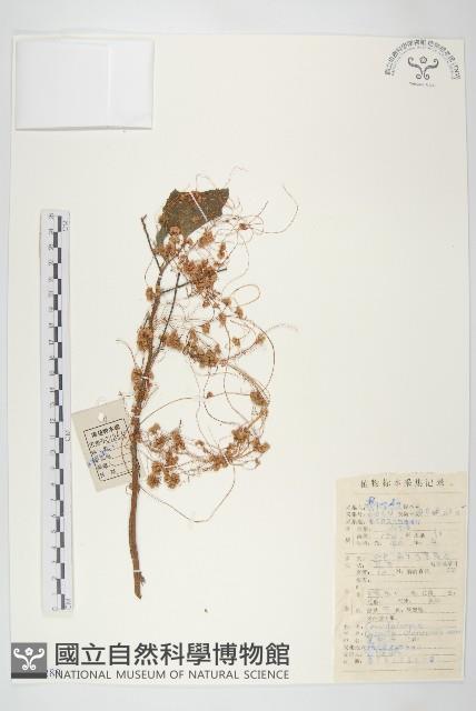 中國菟絲子藏品圖，第1張