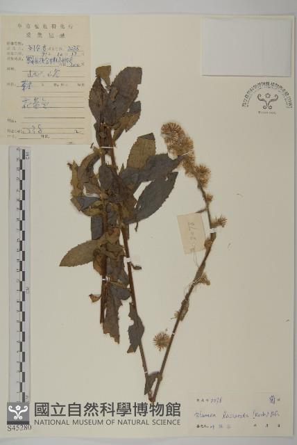 裂葉艾納香藏品圖，第1張