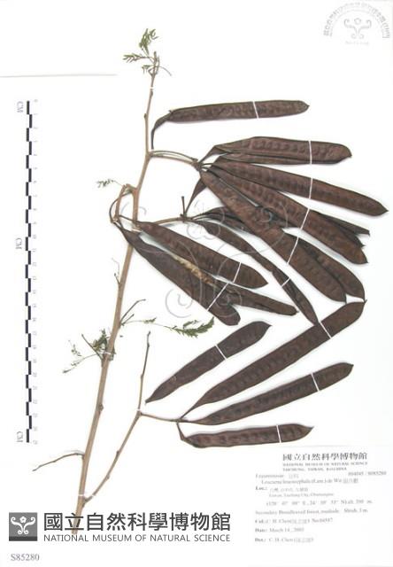 銀合歡藏品圖，第1張