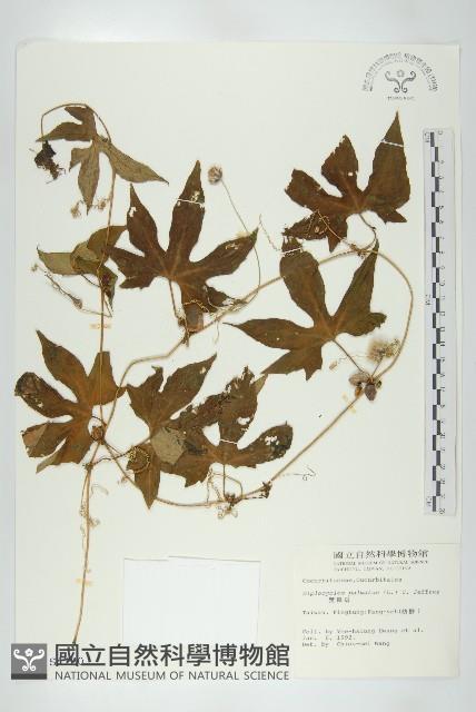 雙輪瓜藏品圖，第1張