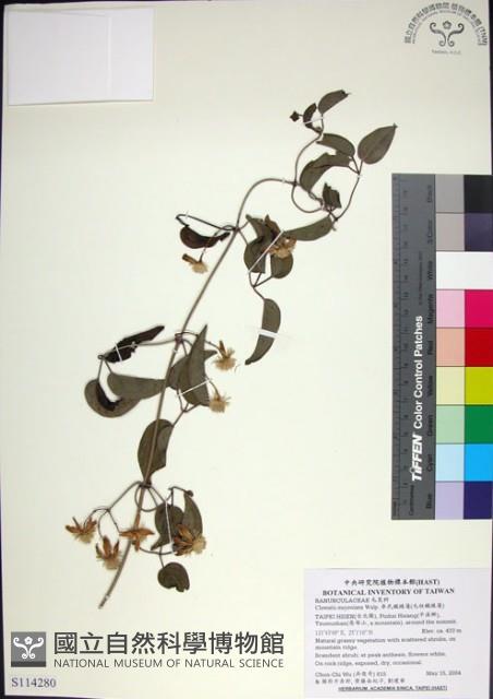 麥氏鐵線蓮藏品圖，第1張