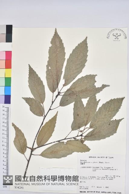 青剛櫟、鐵椆藏品圖，第1張