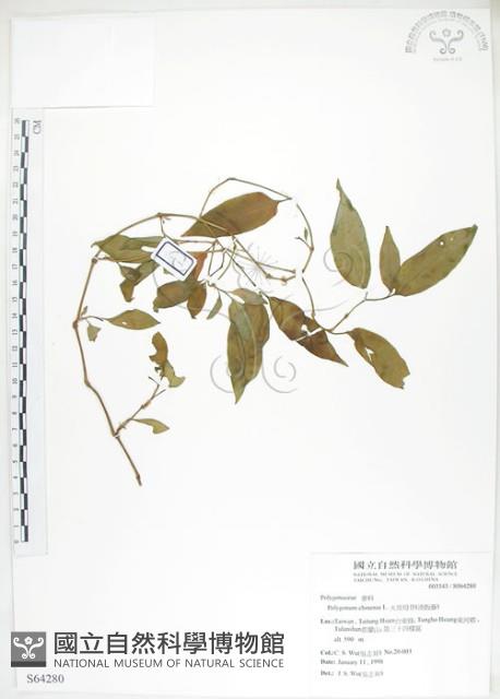 火炭母草、清飯藤藏品圖，第1張