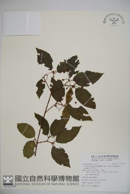 紅子莢迷藏品圖，第1張