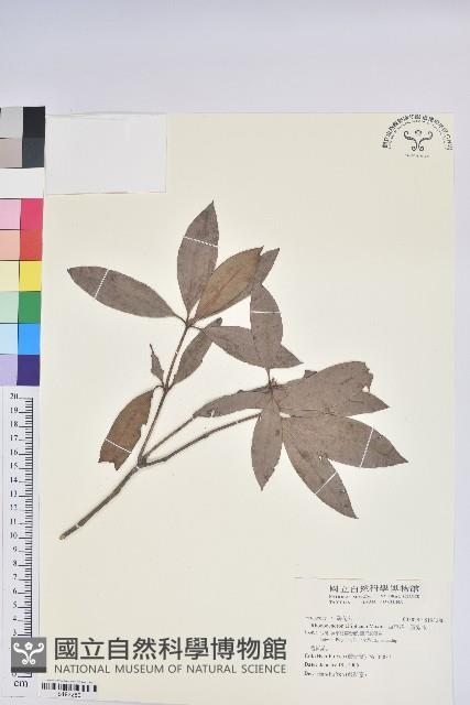 西施花、青紫木藏品圖，第1張