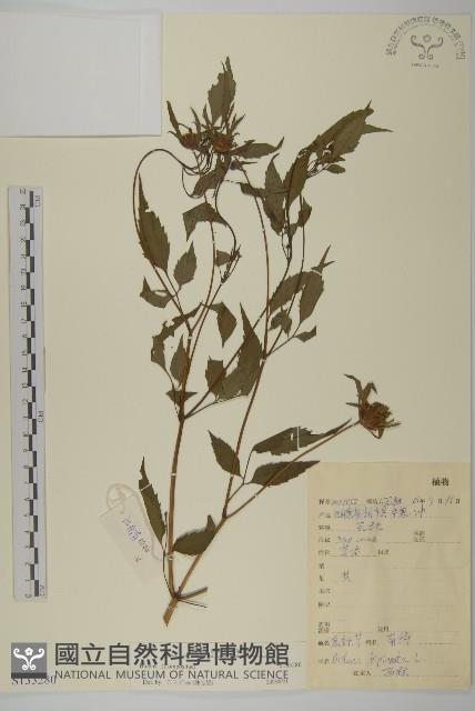 登錄號:S133280藏品圖，第1張