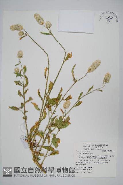 青葙藏品圖，第1張