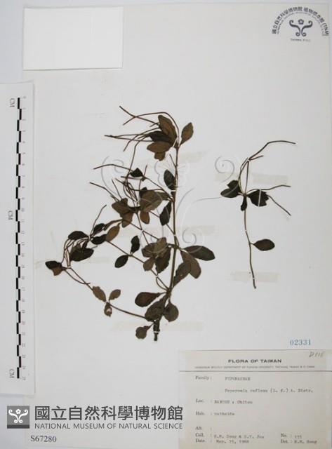 椒草藏品圖，第1張