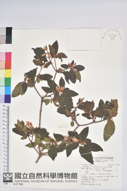 紅毛杜鵑藏品圖，第1張