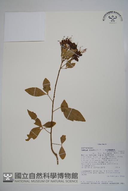 登錄號:S096480藏品圖，第1張