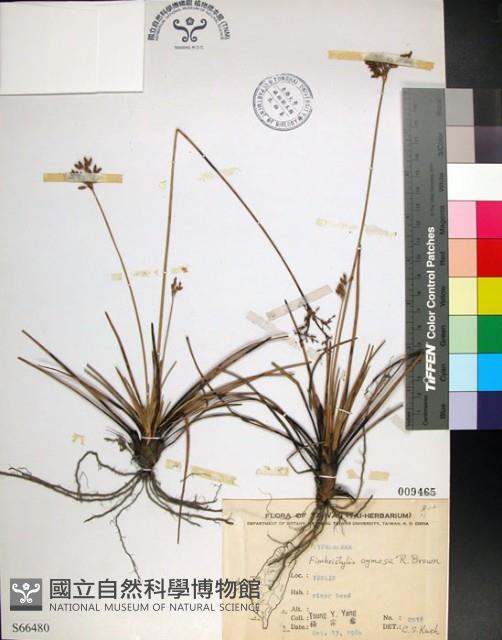 乾溝飄拂草藏品圖，第1張