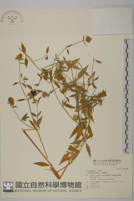 狗筋蔓藏品圖，第1張