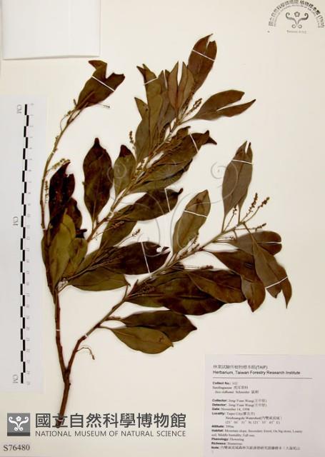 鼠刺藏品圖，第1張