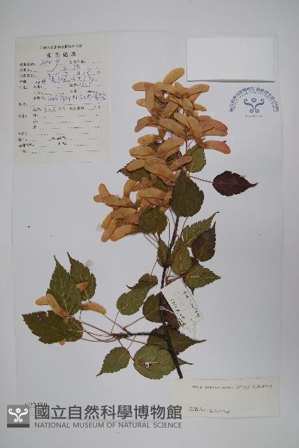 登錄號:S022480藏品圖，第1張