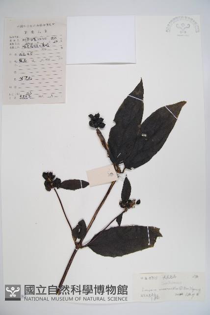 大花忍冬藏品圖，第1張