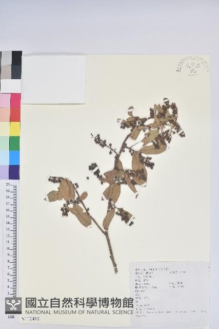 小果南燭藏品圖，第1張