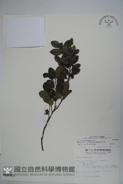 倒卵葉冬青、金平氏冬青藏品圖，第1張