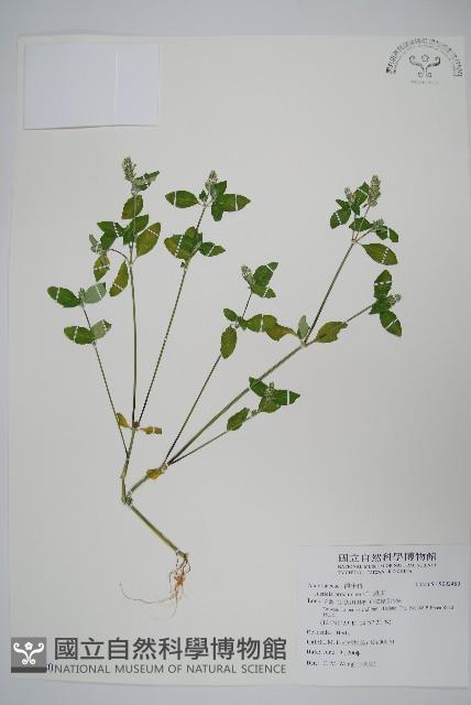 爵床藏品圖，第1張