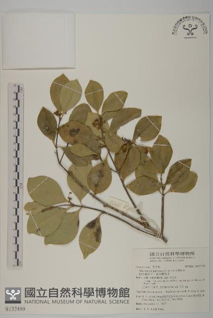 日本賽衛矛、日本假衛矛藏品圖，第1張