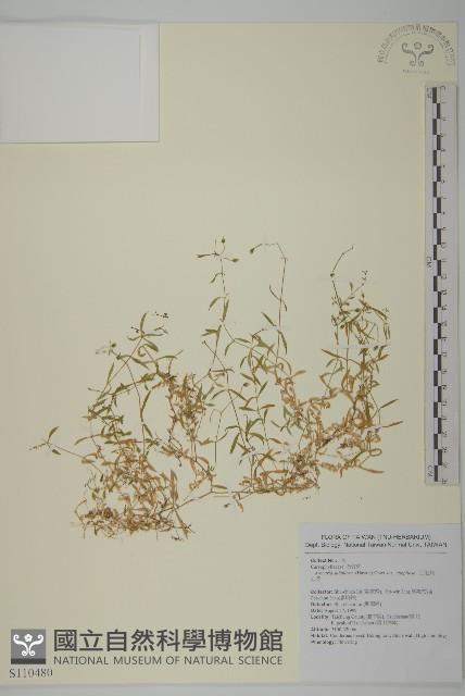 亞毛無心菜藏品圖，第1張