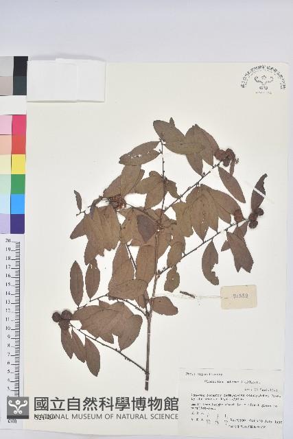 紅毛饅頭果藏品圖，第1張