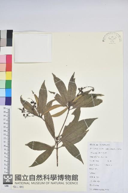 美麗馬醉木藏品圖，第1張