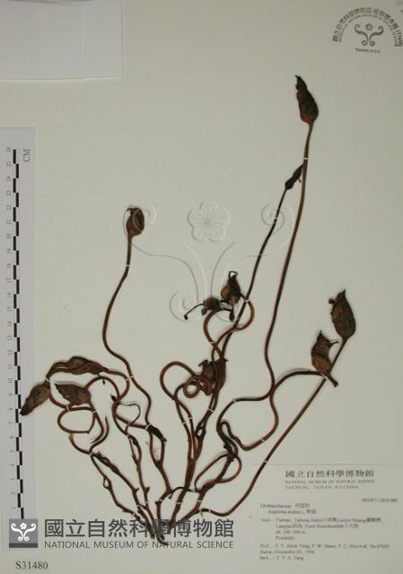 野菰藏品圖，第1張