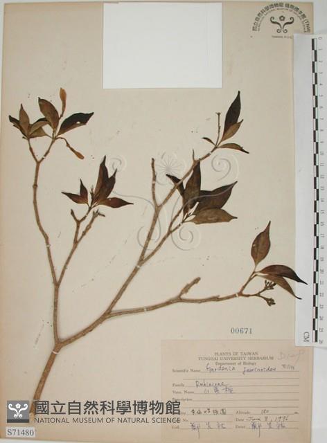 山黃梔藏品圖，第1張