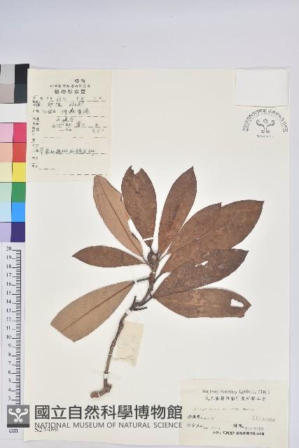 華南杜鵑藏品圖，第1張