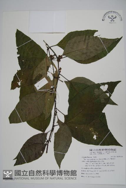 多子漿果莧藏品圖，第1張