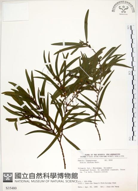 相思樹藏品圖，第1張