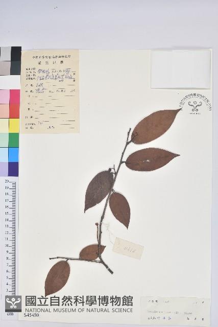 黃背越橘藏品圖，第1張