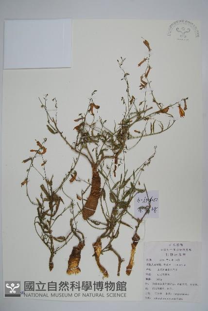 石沙參藏品圖，第1張