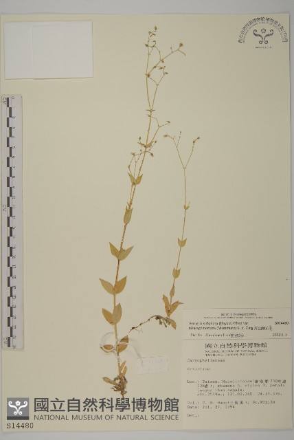 高山無心菜藏品圖，第1張