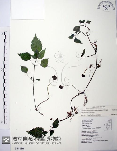 長梗盤花麻藏品圖，第1張