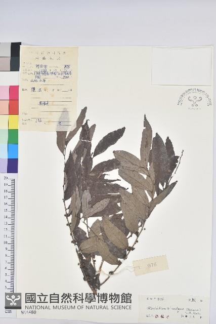 果盒子藏品圖，第1張