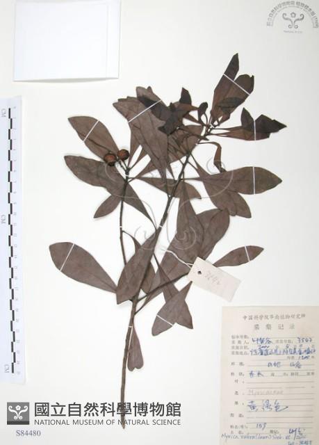 楊梅藏品圖，第1張