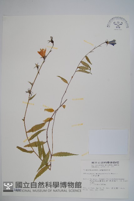玉山沙參藏品圖，第1張