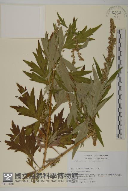 登錄號:S113480藏品圖，第1張