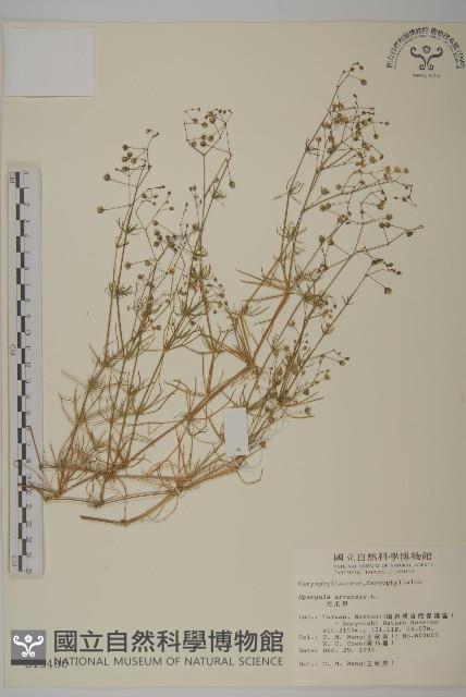 大爪草藏品圖，第1張