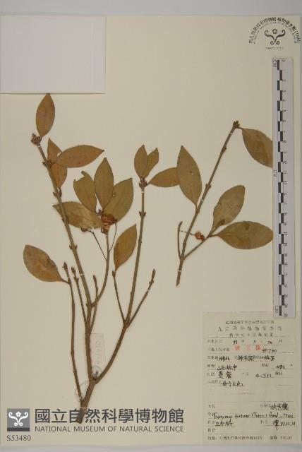 扶芳藤藏品圖，第1張