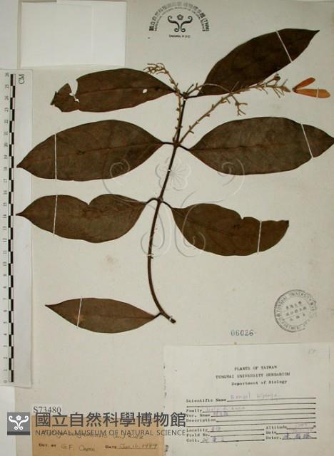 猿尾藤藏品圖，第1張