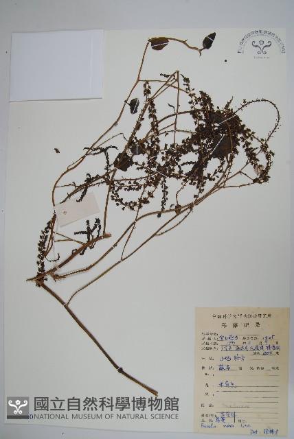 落葵藏品圖，第1張