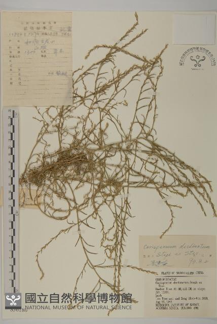繩蟲實藏品圖，第1張