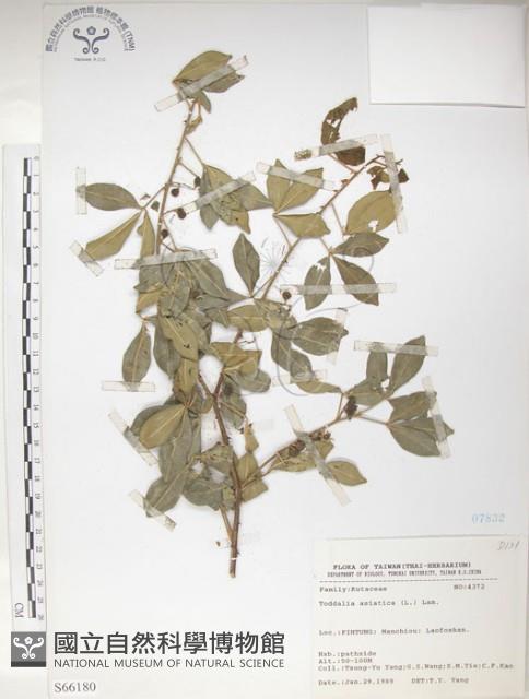 飛龍掌血藏品圖，第1張