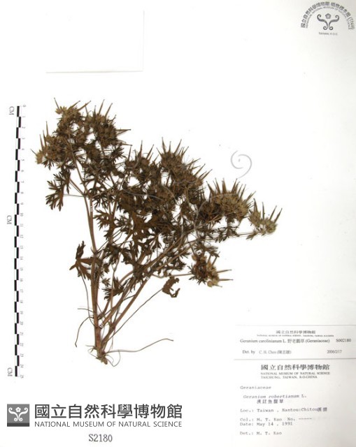 野老鸛草藏品圖，第1張