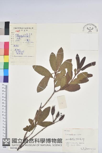 羊躑躅藏品圖，第1張