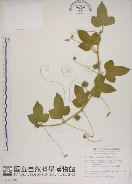 毛西番蓮藏品圖，第1張